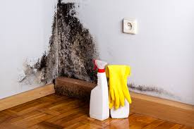 Best Black Mold Removal  in La Verkin, UT